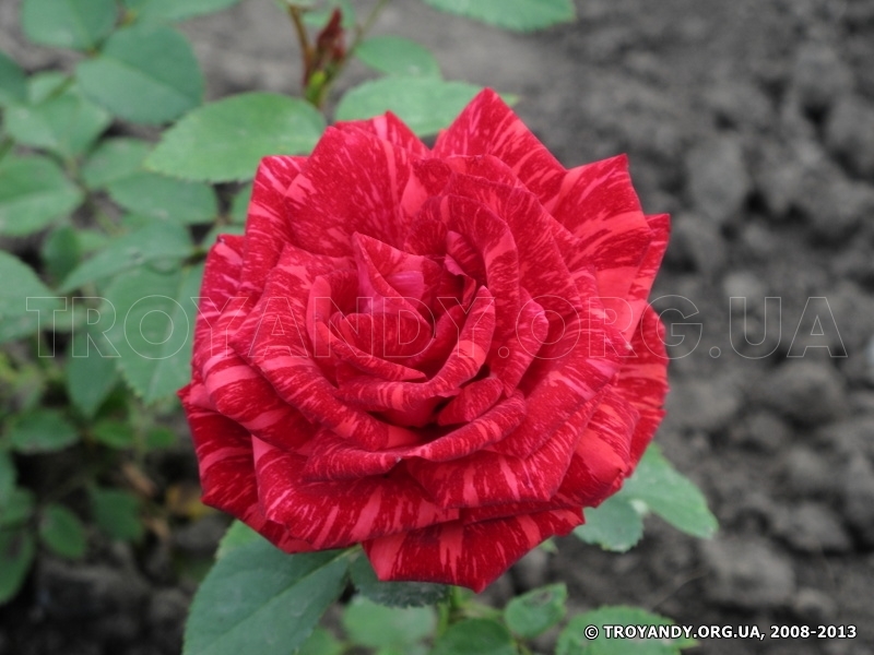 Red Intuition